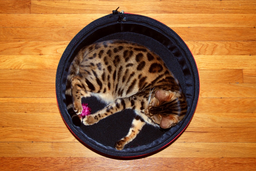 Sleepypod