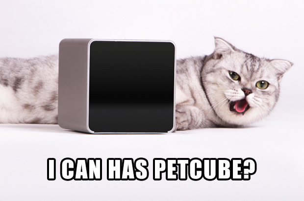 petcube